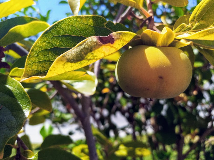 TheJessicaSnell's tweet photo. This might be the first year we get persimmons off of our young tree... https://t.co/z5UF125Jih