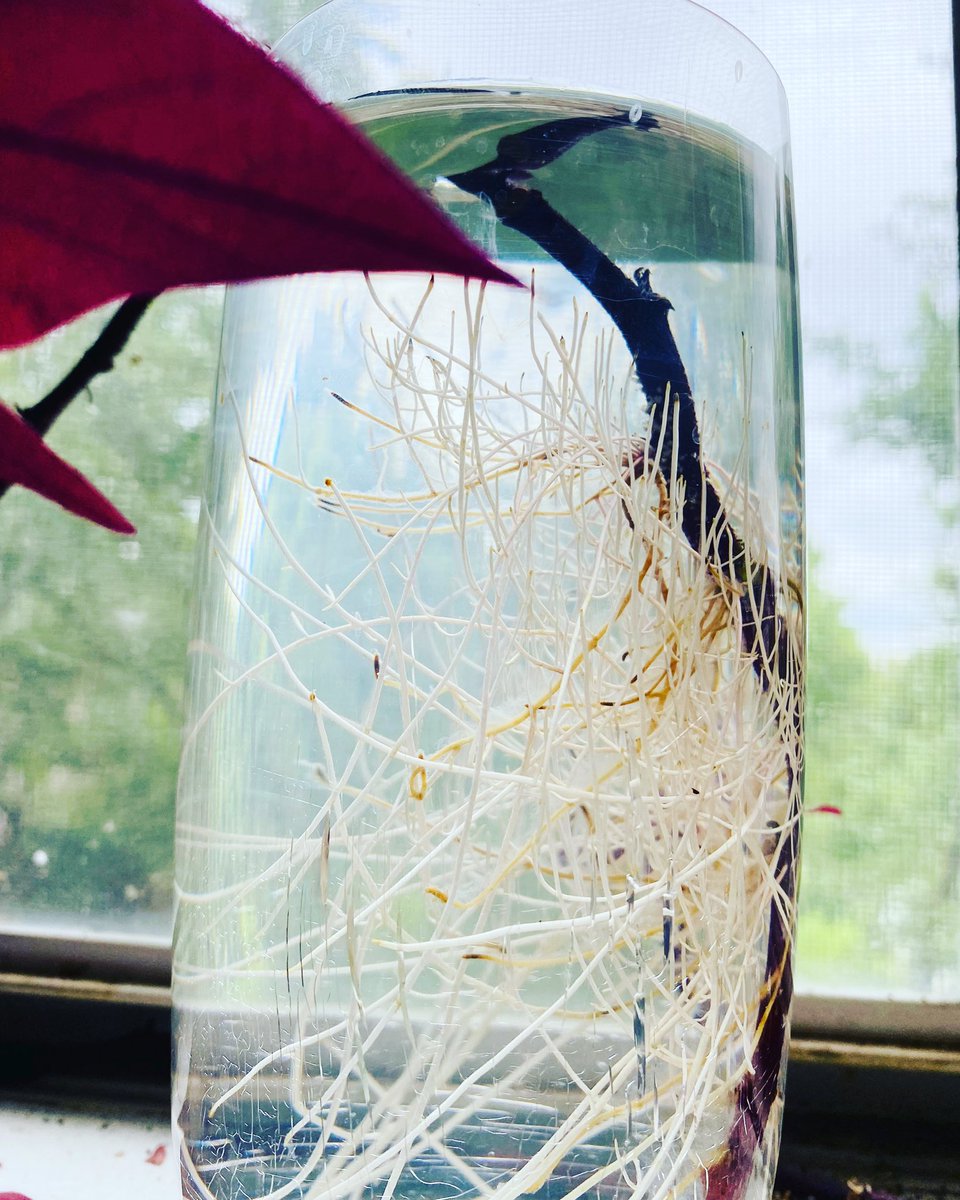 What you see in this picture is less than two weeks of nature at work. A severed sweet potato vine grew roots. Its roots grew roots. Never doubt your ability to heal. To regenerate. From anything. From everything. You are so much more resilient than a sweet potato vine. I promise