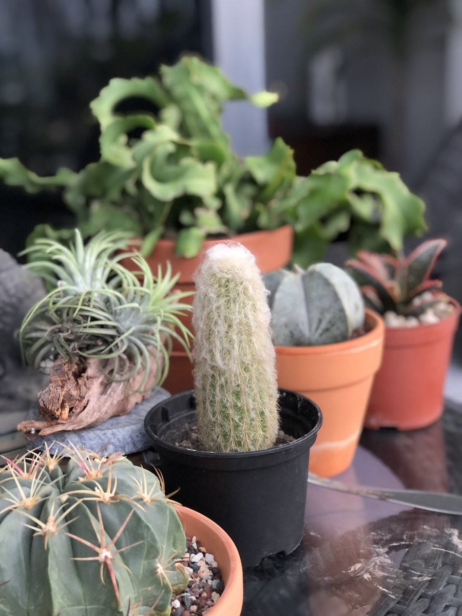 justinkhoo's tweet image. Sometimes I just sit with my plants in the morning. #plantproblems