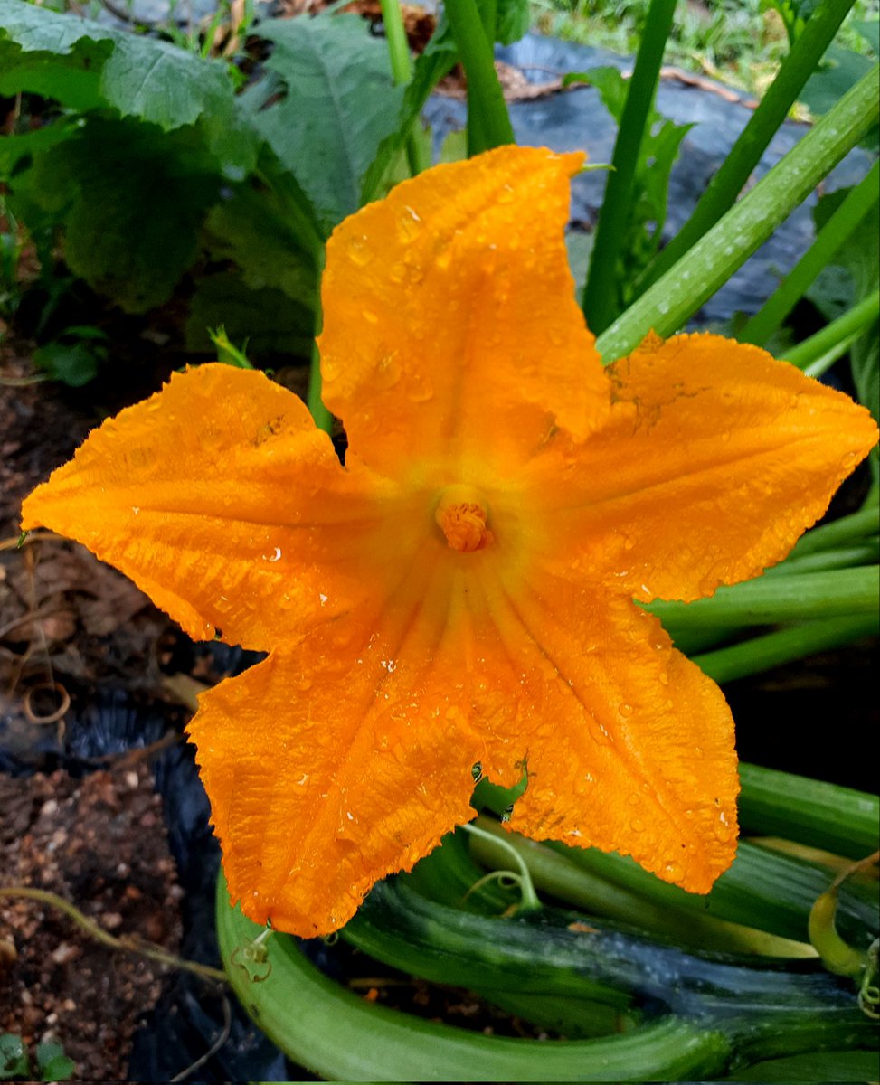 ズッキーニの花