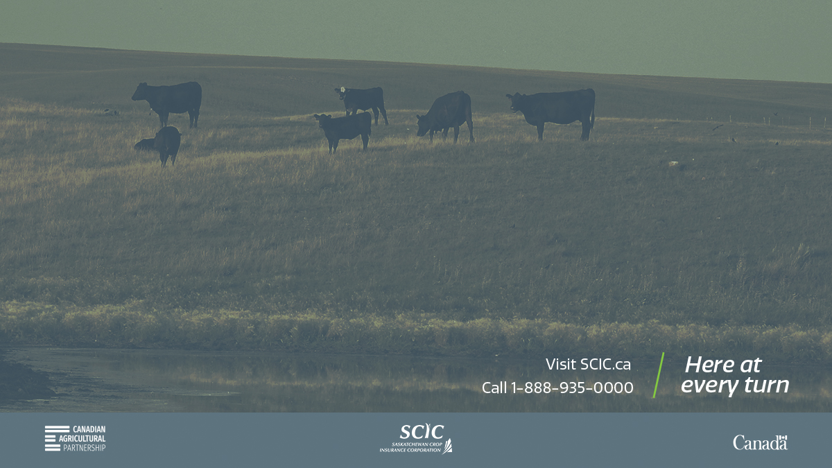 In response to the feed shortage this year, SCIC is doubling the Low Yield Appraisal threshold values for customers who salvage their cereal or pulse crops as feed. Contact your local SCIC office or call 1-888-935-0000 to learn more. #SaskAg <a href="/SK_StockGrowers/">SK Stock Growers</a> <a href="/SaskCattlemens/">Sask Beef</a>