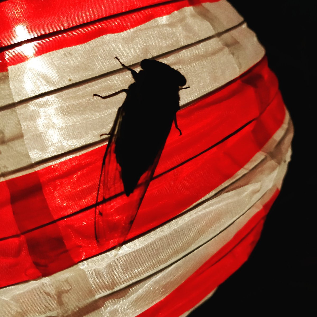 Βραδινός επισκέπτης! #τζιτζίκι #cicada #eveningvisitor #colorfullights  #mybalcony #feelingtheheat #nights #nightphotography #nightlife #nightshot #summervibes #summernights #summer #aboutlastnight  #photooftheday #moodoftheday #photos_of_twitter