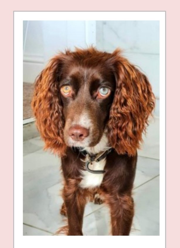 HunnyJax's tweet photo. #helpfindStrudel #CockerSpaniel
Female✴️Young Adult✴️MICROCHIPPED
Liver colouring with DISTINCTIVE One BLUE & One AMBER EYE. + White stripe on her face
Missing on
19 Jul 2021
#CavendishBridge #Shardlow DE72 #Derbyshire
✴️🙏Please ☎️ 07598403617 with Any Sighting or Info. ✴️ https://t.co/OdiPvUphQO
