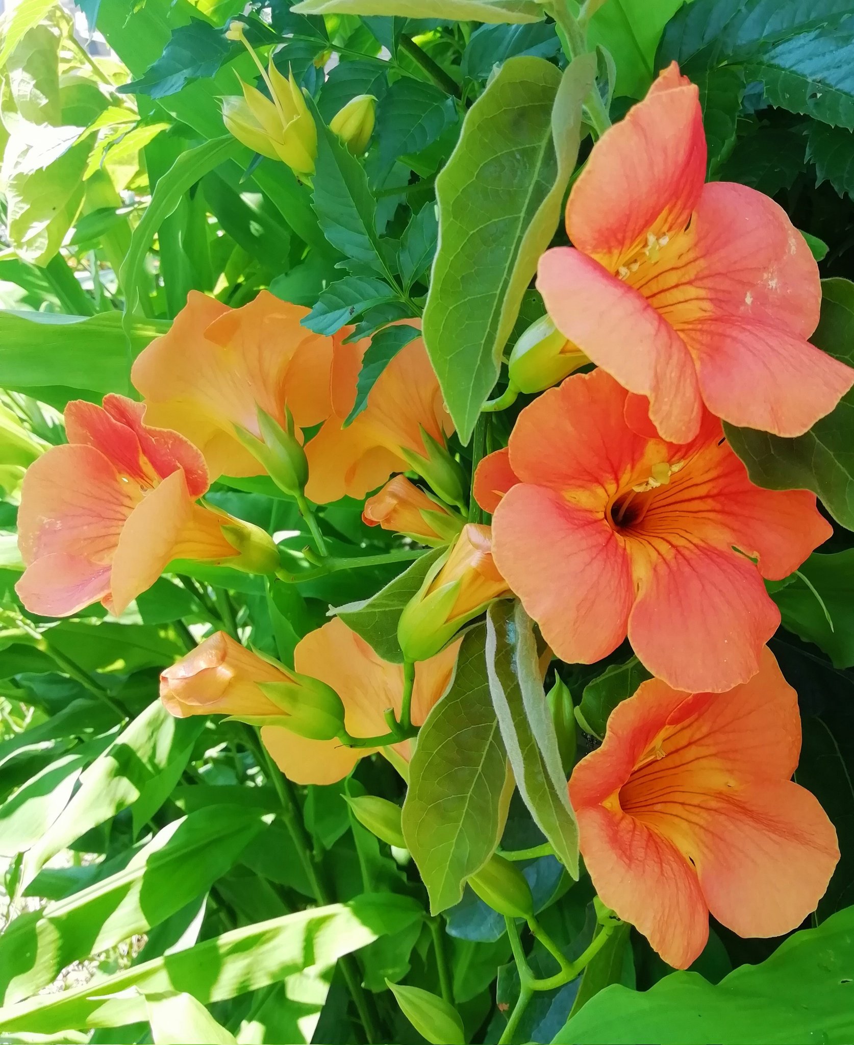もんた ᵍᵒᵒᵈ ᵐᵒʳᐢⁱᐢᵍ 青空に映える夏の花 ノウゼンカズラが咲きました 植えてはいけない植物リストに 入るほど凄い繁殖力だけど いいのです 可愛いから許しちゃう 福島撮影隊 ノウゼンカズラ Tlを花で