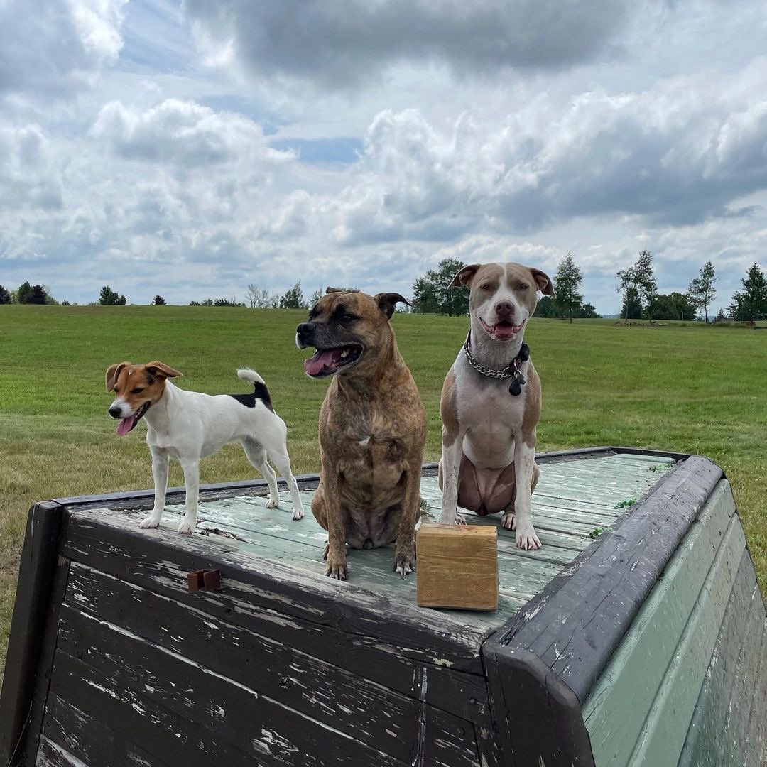 How are you enjoying these dog days of summer? ☺️