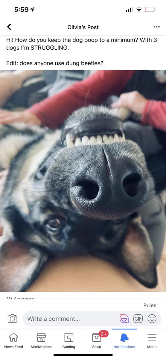 olivia_crislyn's tweet photo. This is a thread of the bitchy German Shepard owners in the group on FB I’m in. I’ve decided to mess with them. https://t.co/3Q8AdmetLR