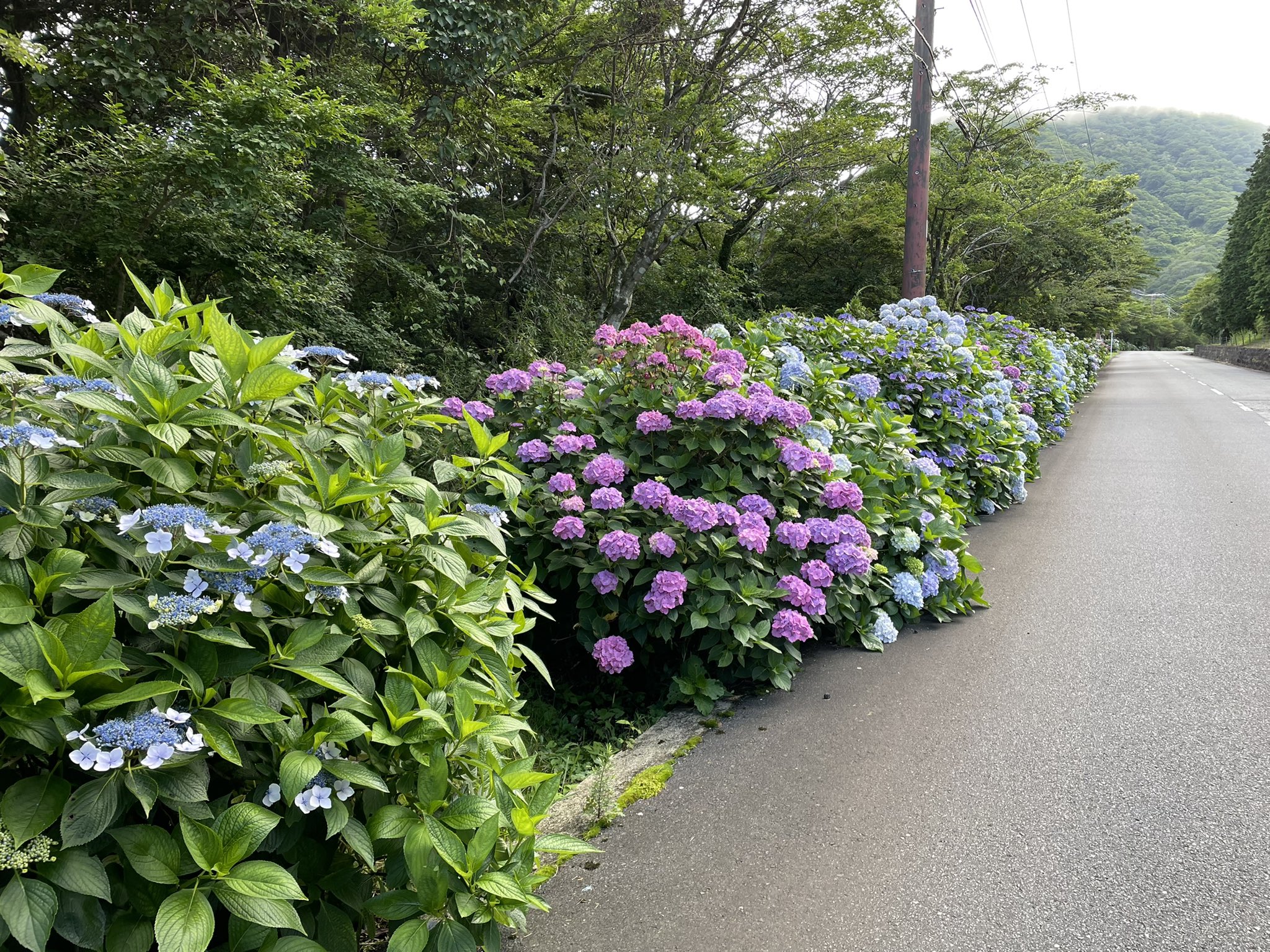 箱根ナビ Yunohana Prince ありがとうございます 先日お伺いさせていただいた際に その美しさに我慢できず 撮影させていただきました 本当に見事なあじさいですね 相模湾viewバッチリだったのでラッキーでした またお伺いさせてください