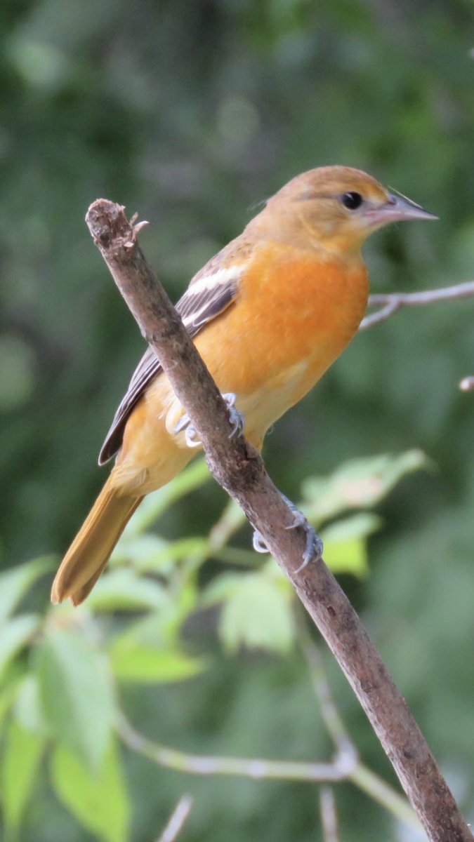 puttsandmutts's tweet photo. Young female Baltimore Oriole in my yard just now 😍 #BackyardBirds #BaltimoreOriole #BirdsOfMinnesota #TwitterNatureCommunity https://t.co/AWfxxF7n6t
