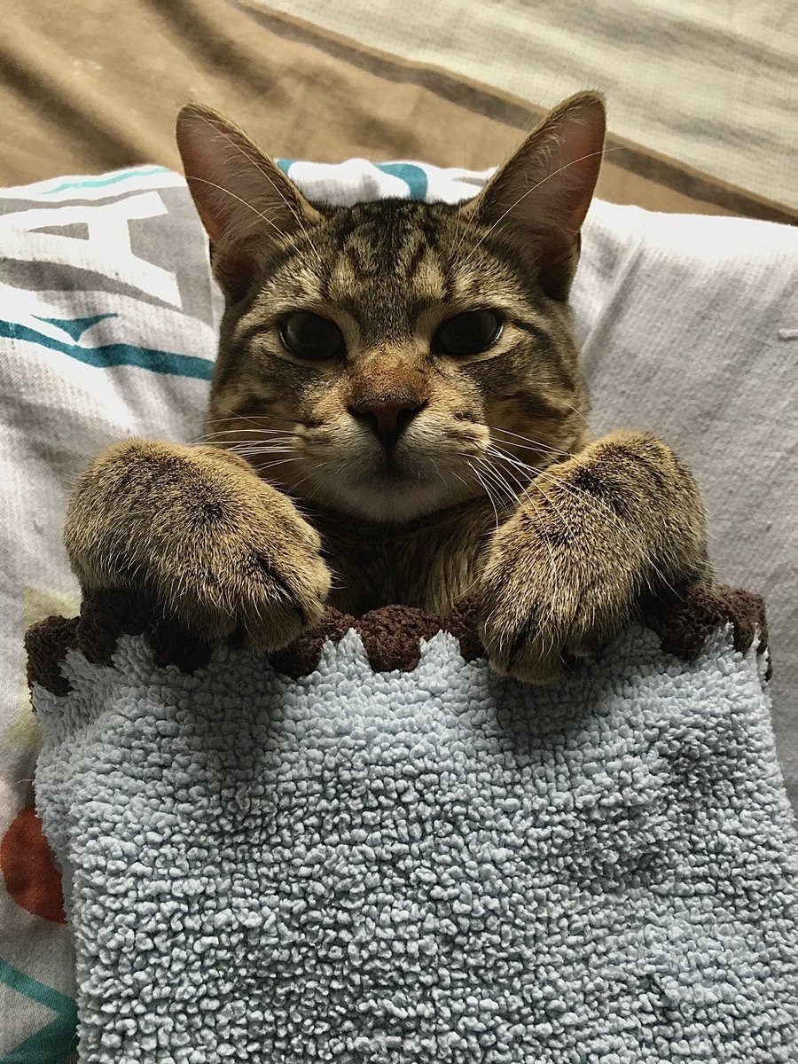parwinderkainth's tweet image. Being a cat mommers…I JUST HAD TO EXCUSE!!!!

Sagwa hates getting his teeth brushed. So, I wrapped him up in a cute blanket (to stay still) and couldn’t get enough of his cute self. So I took this pic!

#PVCastingCall2021