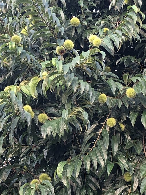 柏葉紫陽花のtwitterイラスト検索結果