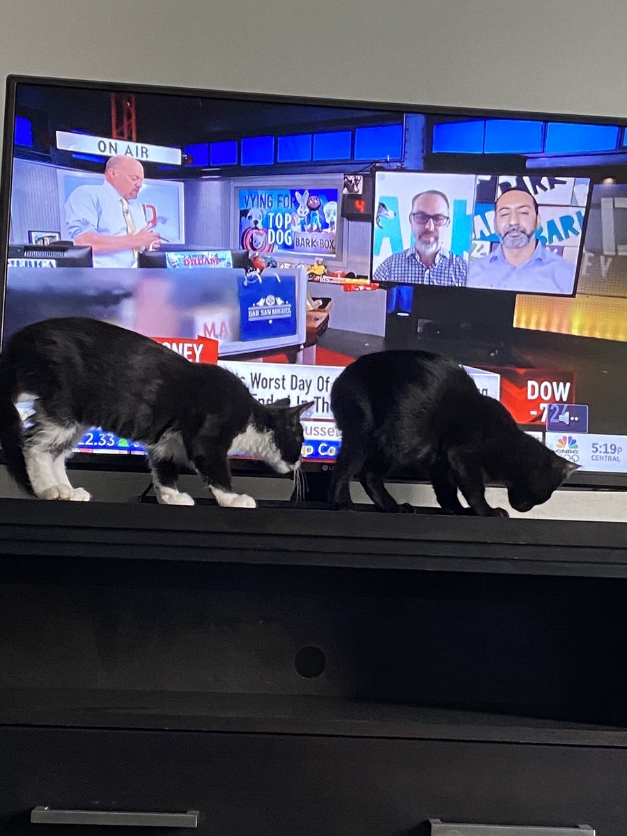 Funny how when Cramer comes on, my cats start looking for the source of the smell of shit! lol #AMC #AMCcantTouchThis #JustStop
