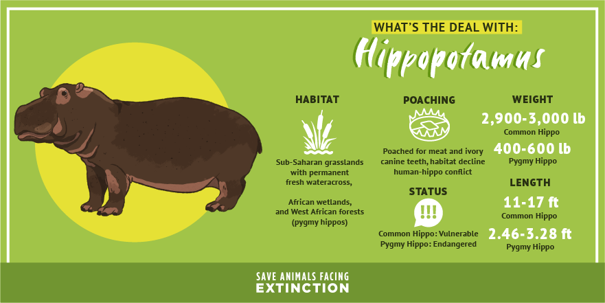SaveAnimals's tweet photo. Humans are hunting hippos and pushing them out of their habitats.
Now, hippos are confined to protected areas, and their populations are in decline. We must reverse this horrible trend! #SaveHippos https://t.co/zUblV6VdIa