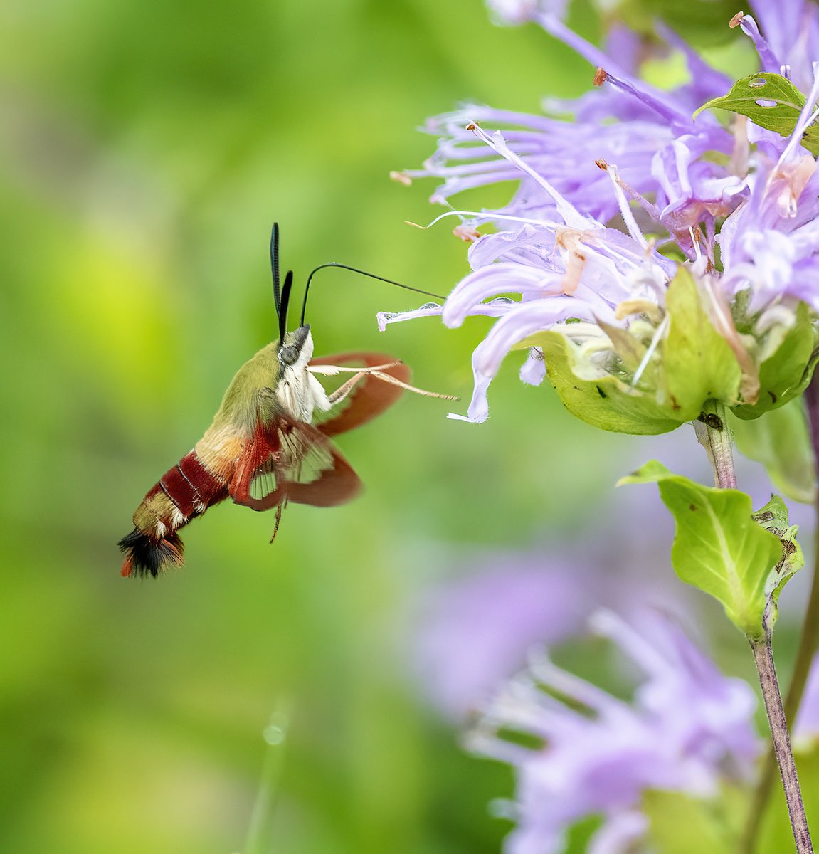 It's #NationalMothWeek ! My favorite moth is the hummingbird moth; this one is a Hummingbird Clearwing. They act like hummingbirds, buzzing around flowers and sipping nectar.