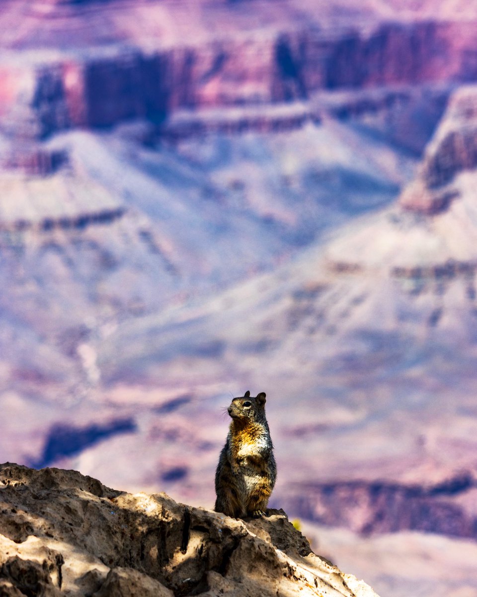 Living on the edge at <a href="/GrandCanyonNPS/">Grand Canyon NPS</a> #GrandCanyon #photography #NaturePhotography #wildlifephotography #Squirrel #amateurphotography #canon #landscapephotography