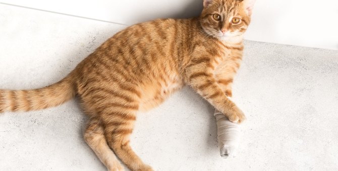 Four situations where you should never take your eyes off your cat!

1.A bath filled with water
2.Cooking in the kitchen
3.Washing machine with the lid left open
4.When you are playing by the window