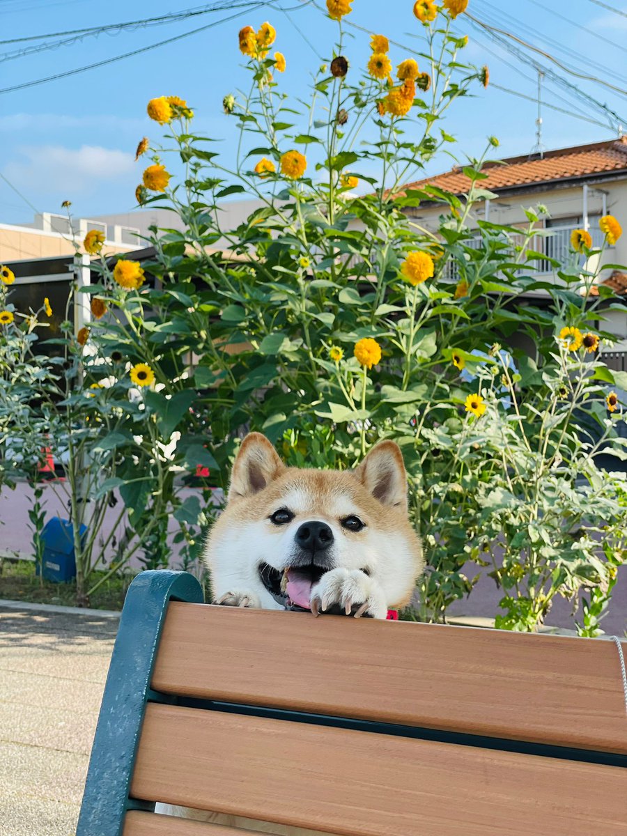 ひまわり とハナちゃん 帰り道いやいやしちゃったので 迎車手配しました めっちゃ