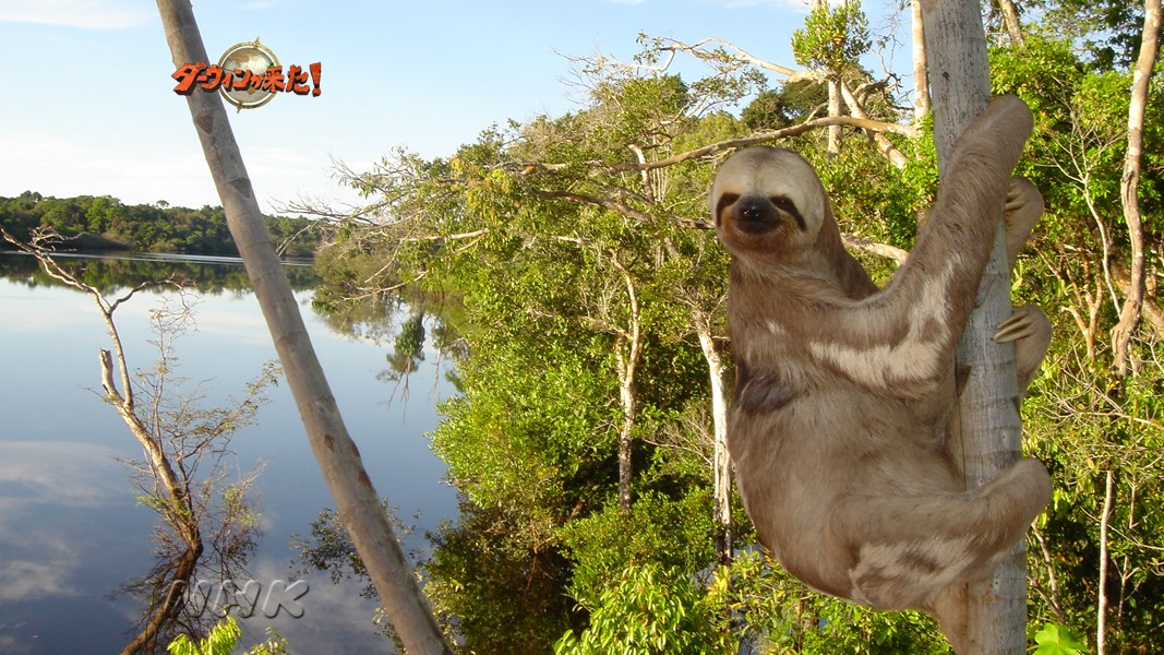 ダーウィンが来た しばらく ダーウィンが来ない ので 暇そうなスタッフの会話を盗み聞き お買い物編 後輩 何これ 吹き矢ですか どこで買ったんですか 先輩 えっ アマゾン 後輩 へ こんなのまで売ってるんですね 先輩 んっ あ 南米