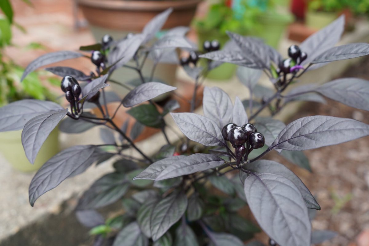 pepper_geek's tweet photo. The black pearl pepper is so beautiful 😍 we love the dark foliage and the berry-like fruits! #peppers #seeds #gardening #grownfromseed https://t.co/lhMwjfoT67