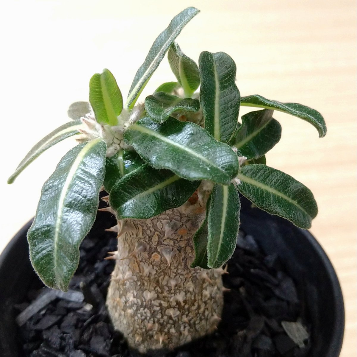 Kuroraku Kuroraku Twitter