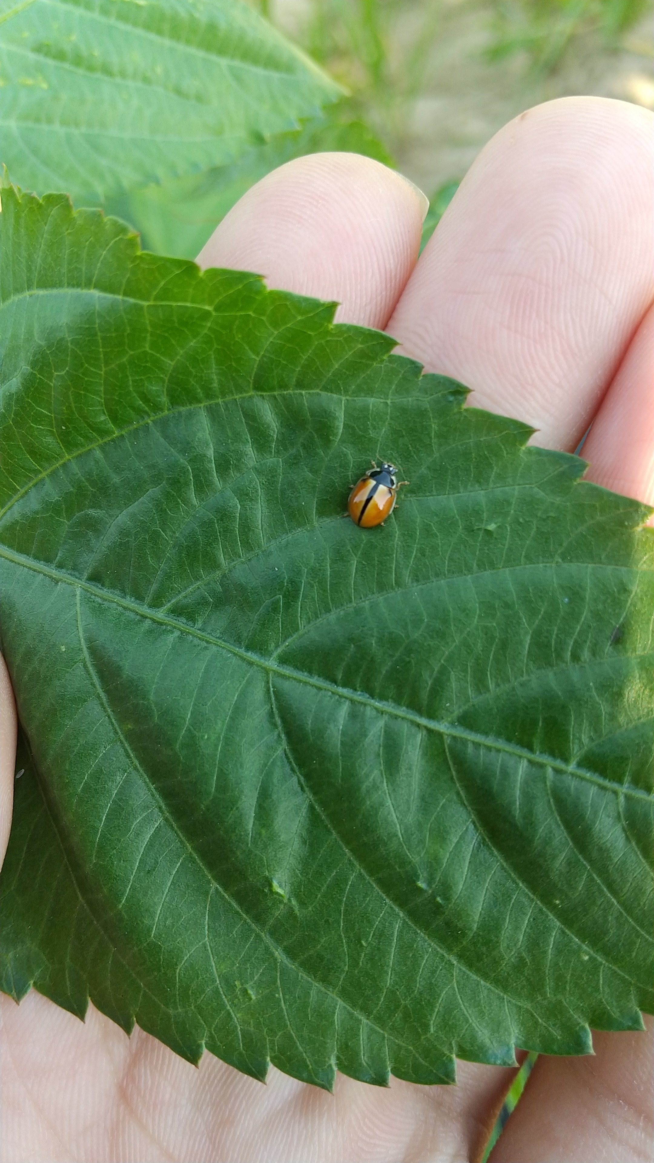 東北大学昆虫研究会 ヒメカメノコテントウの珍しい方の模様 だと思う 個体 中の人はテントウムシに詳しくないので 間違っていたら申し訳ないです T Co P6ubowrc Twitter