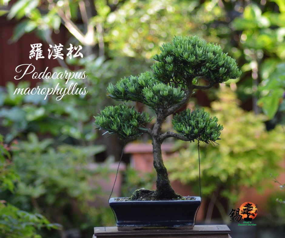 Shek_Bonsai's tweet photo. Podocarpus 羅漢松 https://t.co/LYnGW9AtzY