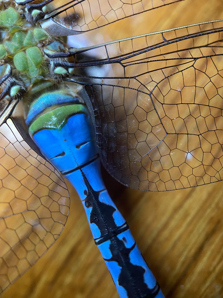 Kayla Fratt (she/her) tweet media