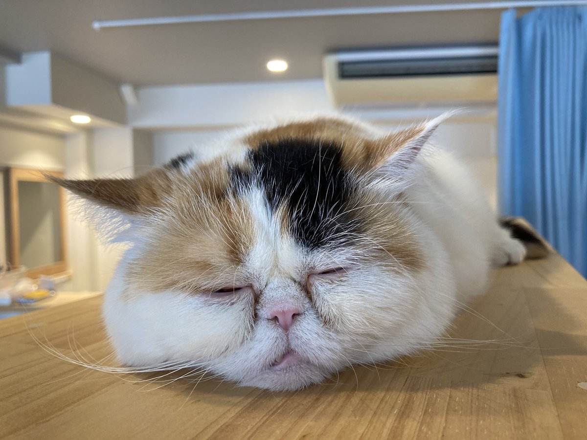 猫カフェにあにゃあ大阪梅田 Nekoalle Twitter 猫カフェにあにゃあ大阪梅田 Nekoalle Twitter