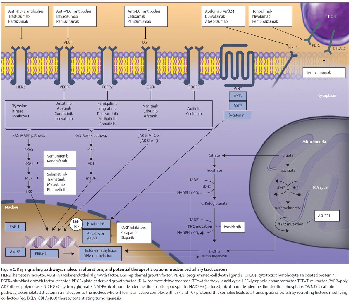 Aakash Desai, MD, MPH, FASCO (@adesaimd) on Twitter photo <a href="/Hemoncq/">Hem/Onc Board Review</a> Great reminder to not get excited by newer therapies and stick to #OldIsGold for now at least! See #algorithms in excellent review by <a href="/MayoHemeOnc/">Mayo Clinic Hematology-Oncology Fellowship</a> star fellows Dr. Tella and Dr. Kommalapatti with <a href="/MiteshBorad/">Mitesh Borad, M.D.</a> <a href="/Amitmahipal79/">Dr Amit Mahipal</a> <a href="/MayoCancerCare/">Mayo Clinic Comprehensive Cancer Center</a> <a href="/TheLancetOncol/">The Lancet Oncology</a> bit.ly/3zdB4Kh <a href="/Hemoncq/">Hem/Onc Board Review</a> Great reminder to not get excited by newer therapies and stick to #OldIsGold for now at least! See #algorithms in excellent review by <a href="/MayoHemeOnc/">Mayo Clinic Hematology-Oncology Fellowship</a> star fellows Dr. Tella and Dr. Kommalapatti with <a href="/MiteshBorad/">Mitesh Borad, M.D.</a> <a href="/Amitmahipal79/">Dr Amit Mahipal</a> <a href="/MayoCancerCare/">Mayo Clinic Comprehensive Cancer Center</a> <a href="/TheLancetOncol/">The Lancet Oncology</a> bit.ly/3zdB4Kh