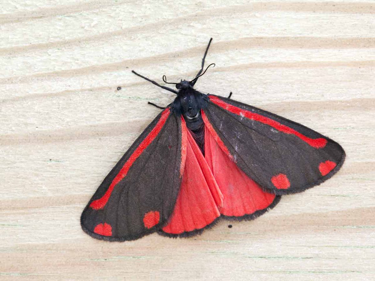 Barbara74048755's tweet photo. @HamillHimself @HamillHimself this is another #MothMarkπ¦ of #MarkHamill as #PhilipCombs β€οΈπ€, Mark that thread was so very amazing π€©β€οΈπ€!! https://t.co/5IzZUG3XPQ