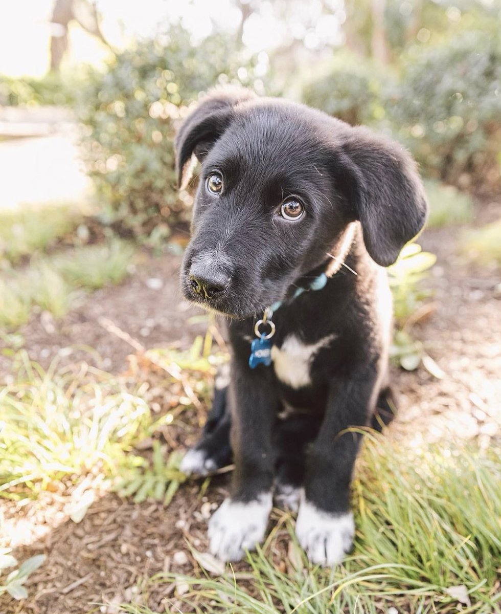 dog_rates's tweet image. This is Homer. He wears socks outside. Doesn’t care what you think about that. 12/10 we respect it