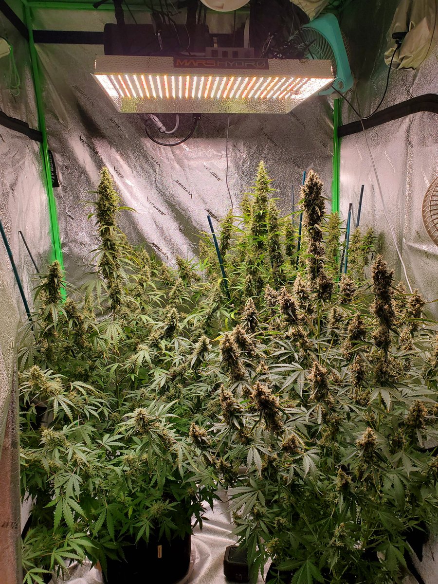 GrowingTents's tweet photo. Won't be long now https://t.co/CYcHg0Liwv