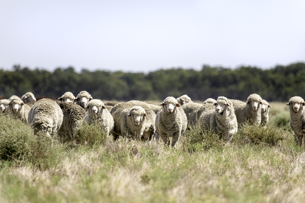 Upcoming Event - Winning With Weaners - HAY
Date: Friday 6th August 2021
NO REGISTRATIONS ON THE DAY - REGISTRATION BY RSVP CUTOFF ESSENTIAL- PLACES LIMITED. 

Find out more here: 👉bit.ly/3wQEz87
#winningwithweaners #sheepconnectnsw #sheepconnectnswevent #weaners