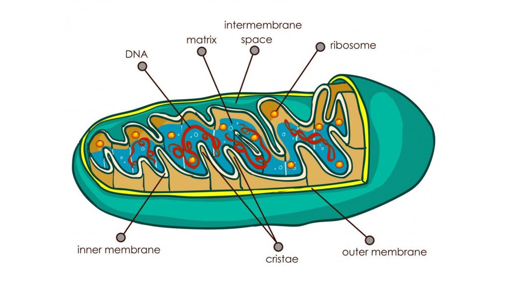 JohnConstas's tweet image. Your mitochondria power your entire body

From your immune system to your brain

These microscopic energy factories are what keep you healthy 

and alive

Yet

There is not a single medication on the market that helps them work better

Most meds actually damage them

Hmmm