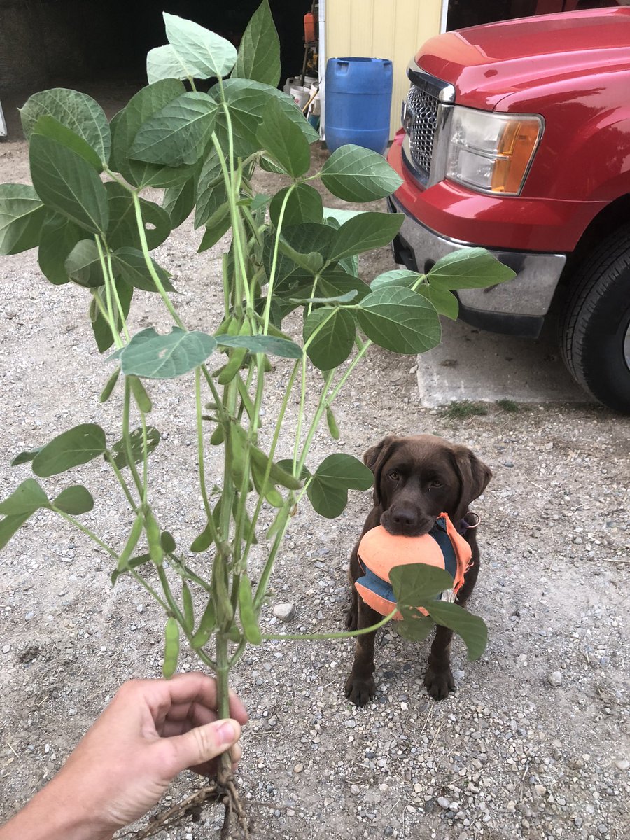 Altitude soybeans putting on a show again this year. Let’s see your pods and pooch #Fieldboss