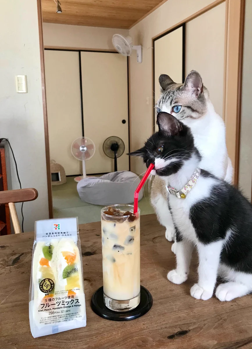 頼りになる先輩？「それはダメだよ」と教える先輩ネコ！