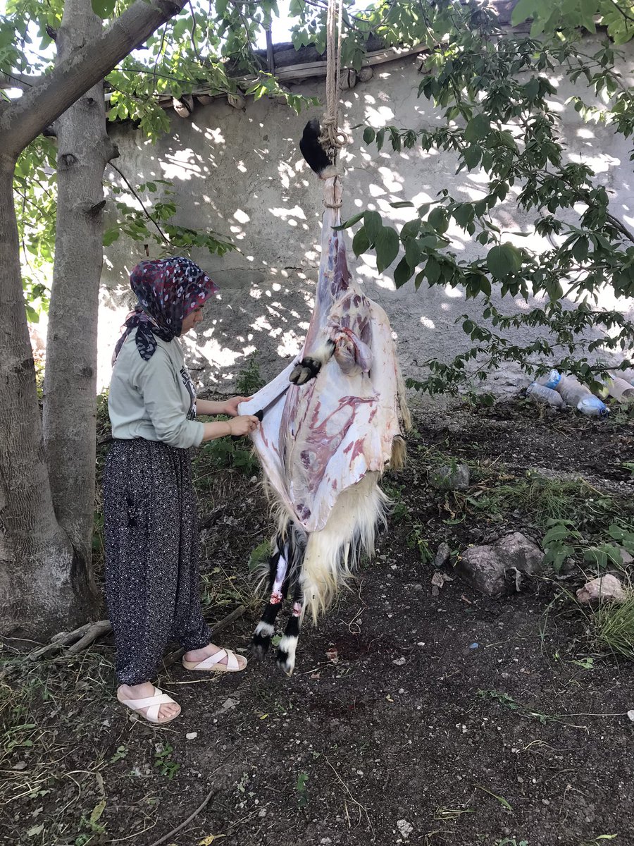 aşko kuşkolar hala uyuyor pehlivan kızlar iş başında iyi bayramlar