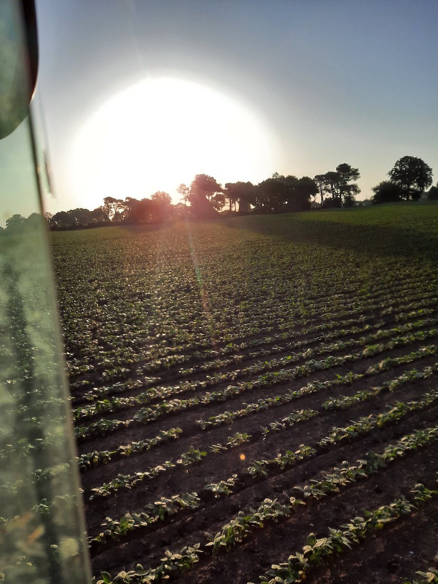 breizhfarmer's tweet photo. Salut salut 👋Des nouvelles des #flageolets @daucy_FS @EuredenGroup
après une série d'intempéries puis attaque de mouches et de limaces, le retour du beau temps et des températures semble leurs satisfaire amplement 🤗
https://t.co/yojiKyBc2D https://t.co/L9ml4JdtjS