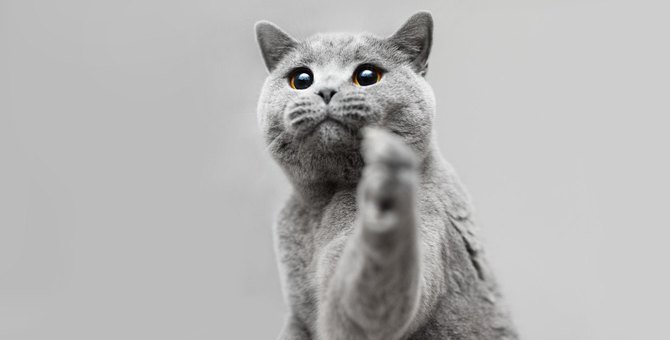Three good ways to get your cat to play with you.

1.Determine the timing
2.Play  with their favorite toys
3.Put the toys away.