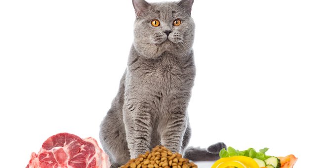 6 foods that are absolutely forbidden for cats!

1.Leeks
2.Lily root
3.Crustaceans
4.Shellfish
5.Chocolate-based sweets
6.Cow’s milk