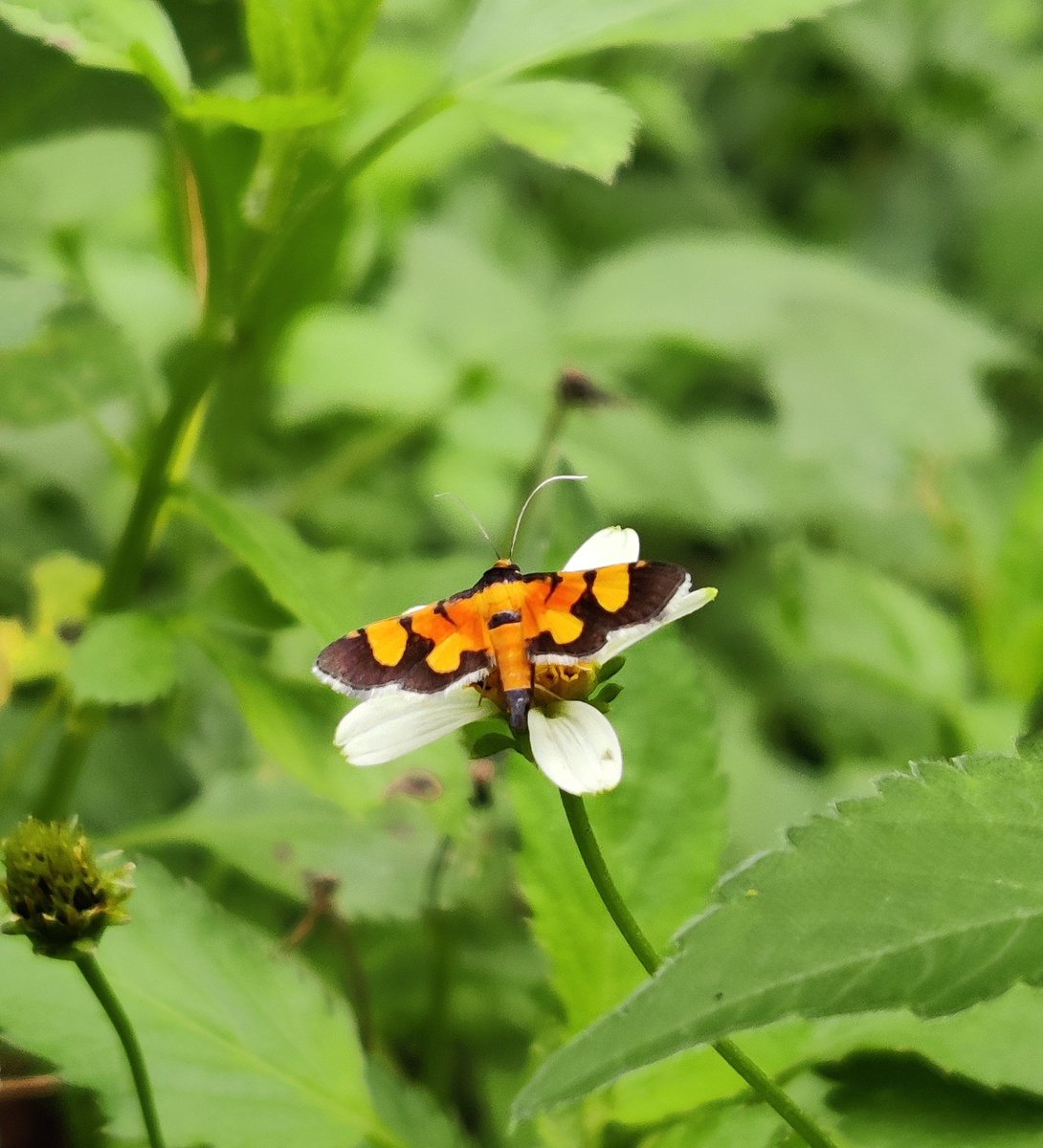 #TitliTuesday by #IndiAves @Bhrigzz Syngamia florella, the orange-spotted flower moth or red waisted florella moth. #PatangaTuesday  #MothsNBugsTwitter  #NationalMothWeek @inaturalist @Moth_Week #WorldofWilds #TwitterNatureCommunity #ThePhotoHour #nature #BBCWildlifePOTD
