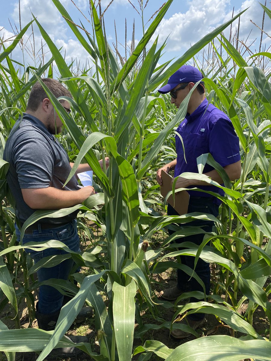 PedreiraBC's tweet photo. What a wonderful day in our “Corn Disease ID training”. Thanks are due to Dr. Onofre and the great agent team in southeast Kansas.
@KSUCropdiseases @KStateAgron @KStateRE @frontier_ksre @kstate
#corn #disease #scouting #cropsystems https://t.co/xJHAF9jhCT