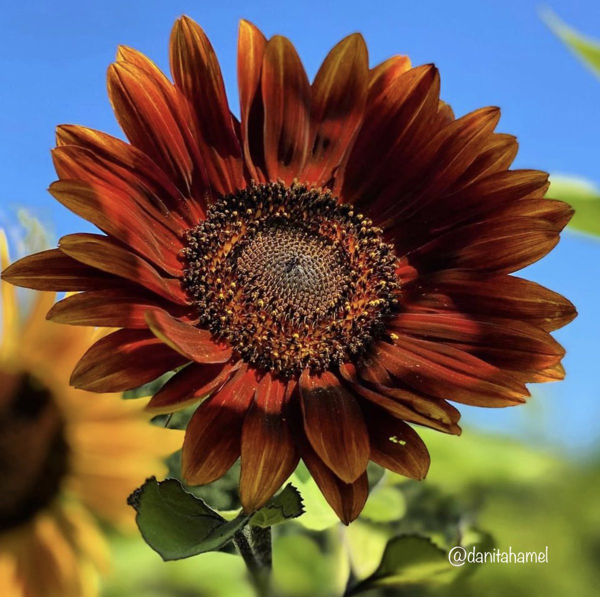 danitahamel's tweet photo. Never underestimate the element of surprise! ๐ปโค๏ธ#notyellow #redsunflower #glorymeadowfarm https://t.co/Xo1YsB2nhF