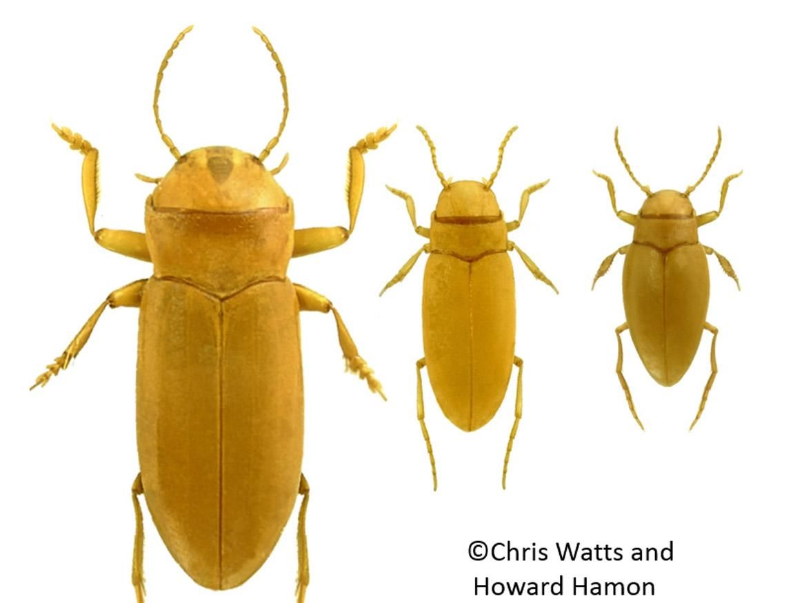 UofA_SET's tweet photo. Interested in the #evolution of creatures great and small? Explore an #honours research project with evolutionary biologist @DrEmSherratt - https://t.co/6r0qBjxUfl
#MorphologicalEvolution #EvolutionaryBiology #Morphometrics #AnimalPhysiology #AdelaideResearch #HonoursinScience https://t.co/M76rOdsylW