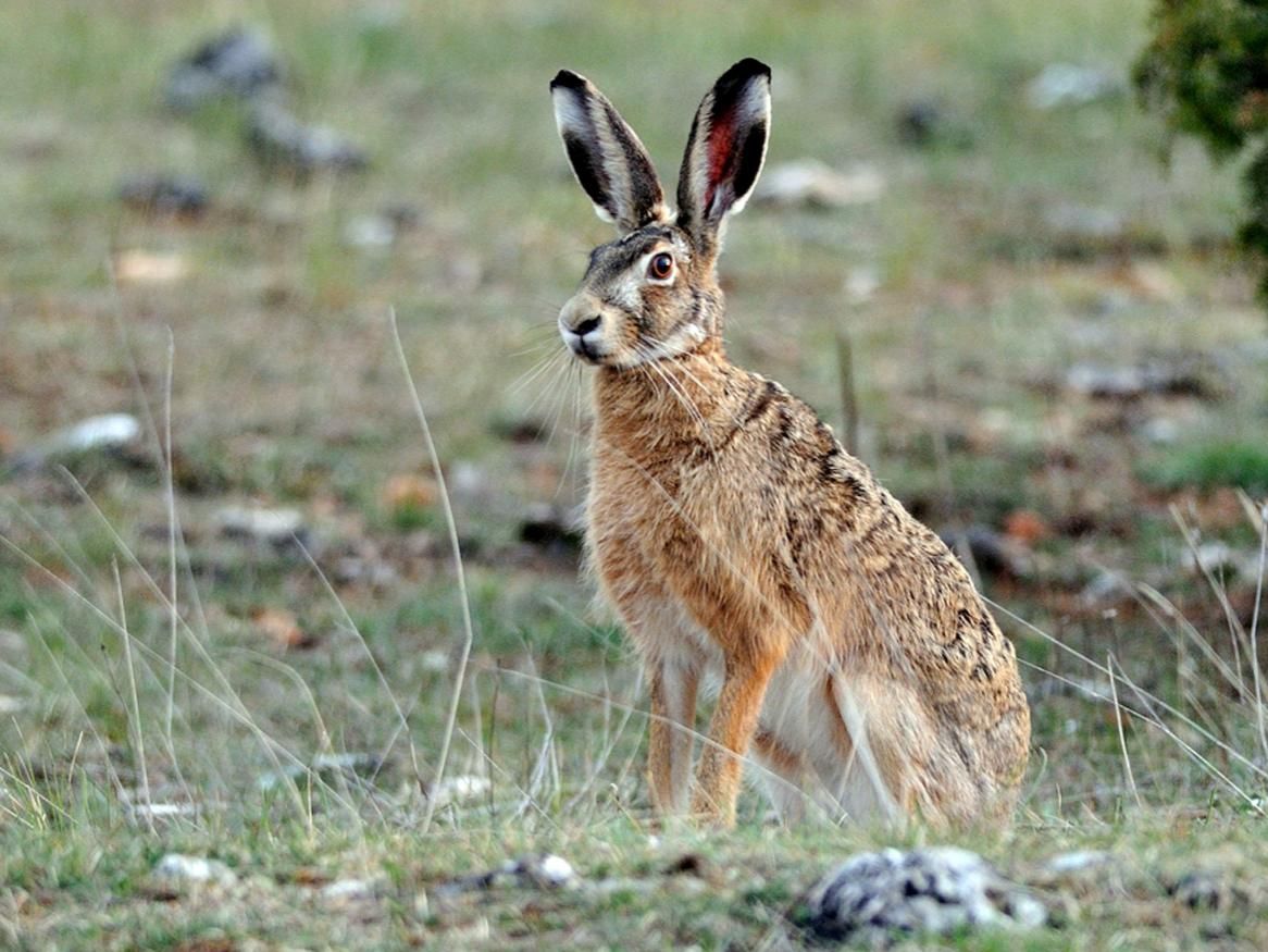 UofA_SET's tweet photo. Interested in the #evolution of creatures great and small? Explore an #honours research project with evolutionary biologist @DrEmSherratt - https://t.co/6r0qBjxUfl
#MorphologicalEvolution #EvolutionaryBiology #Morphometrics #AnimalPhysiology #AdelaideResearch #HonoursinScience https://t.co/M76rOdsylW