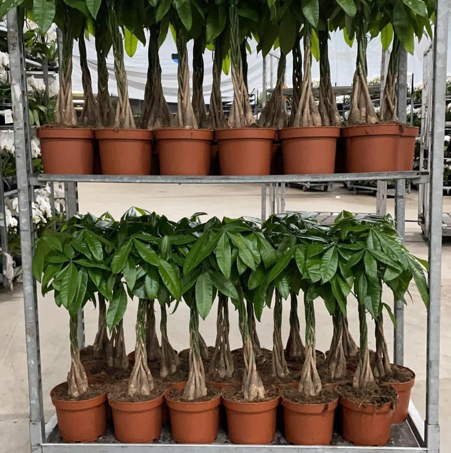 Snelle super #zomer actie leidt tot gigantische #verkoop in de #pachiraaquatica gevlochten stam 21 cm via <a href="/msconsultancy/">Marco Stolze</a> <a href="/LineClock/">ClockOnLine</a> <a href="/KPS_Sales/">KPS-Sales</a> #internationalsales #planten #kwekers #supermarkt #tuincentra #groothandel #bloemist <a href="/FloraHolland/">Royal FloraHolland</a>
