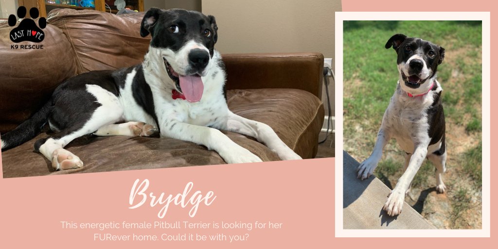 This #TongueOutTuesday, meet Brydge! She's an energetic young girl looking for an active #FURever family to adventure with. She typically matches the energy of other dogs around her, but proper intros are key! To learn more about Brydge, visit her profile: petlover.petstablished.com/pets/public/11…