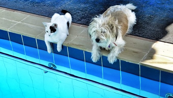 BaronessGabi's tweet photo. Our beloved #FurryFamily members LOVE #SWIMMING as much as (or MORE than) we do!... as do #creatures large & tiny who hop into our yards for a swim! Like #ChildSafety in #pools, #AnimalSafety is VITAL. #Ramps #FloatIslands #cats/#dogs #frogs/#squirrels #CatsOfTwitter @DaystarJoni https://t.co/RATx3PbLi7
