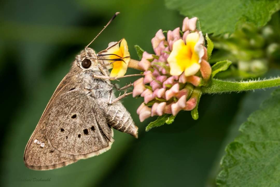 Madhuri Deshmukh tweet media