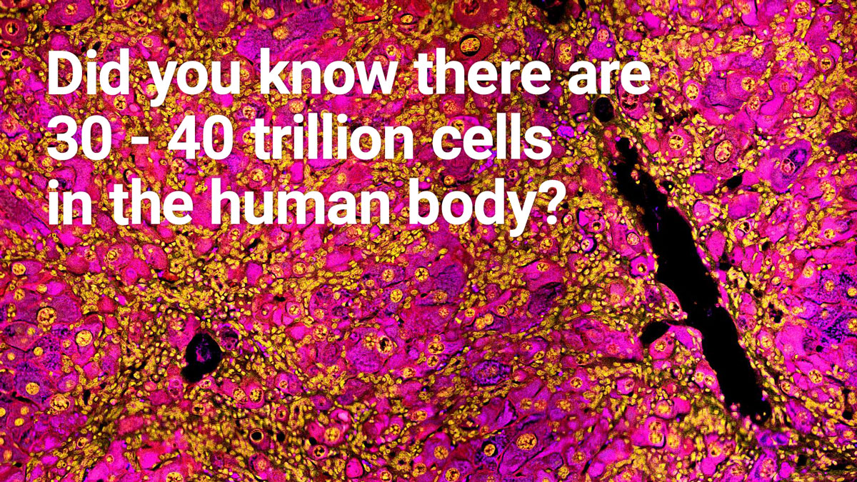 CentenaryInst's tweet photo. That's right. Humans are complex organisms made up of trillions of #cells. Each cell has its own structure and function. Amazingly, these cells all work in harmony to carry out all the basic functions necessary for humans to survive. #microbiology #microscopicimage #sciencefacts https://t.co/BhFuk2luoN