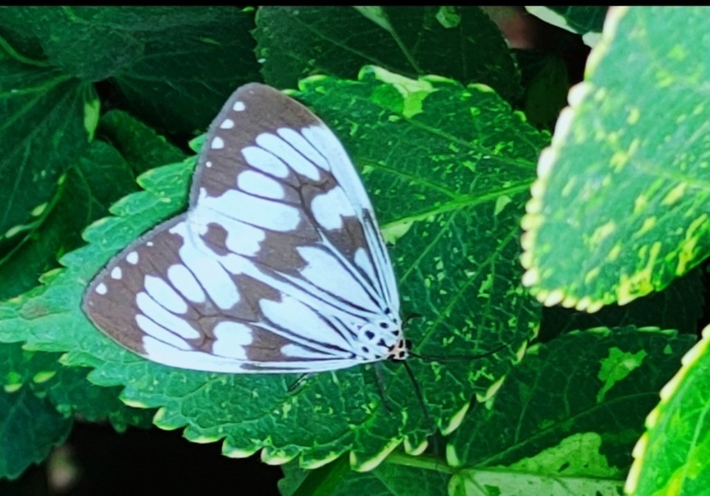 Day flying #Marbled_White_Moth, #Nyctemera_adversata  from my garden for--

#TitliTuesday by @Bhrigzz
#IndiAves #EntoTwitter #PatangaTuesday  #MothsNBugsTwitter  #NationalMothWeek  #moth @Moth_Week #pollinators  #TwitterNatureCommunity #ThePhotoHour #nature #BBCWildlifePOTD